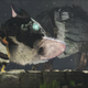 Image for article titled The Last Guardian Delayed Again, Because Of Course